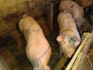 Porci de vânzare! - imagine 2