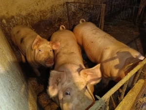 Porci de vânzare! - imagine 3