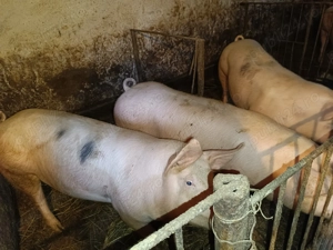 Porci de vânzare!