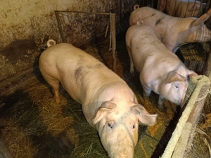 Porci de vânzare! - imagine 4