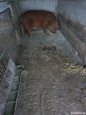 Vând porci Duroc - imagine 3