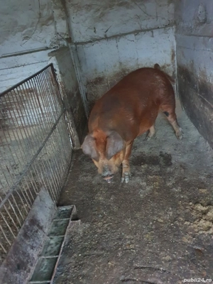 Vând porci Duroc