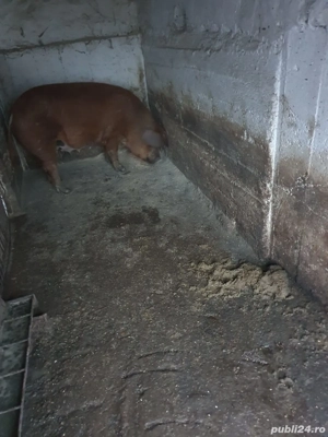 Vând porci Duroc - imagine 5