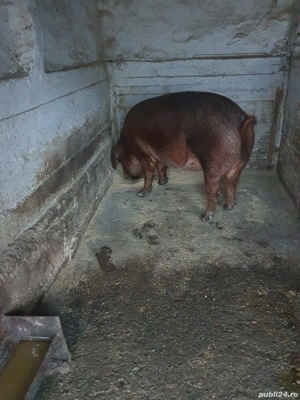 Vând porci Duroc - imagine 2