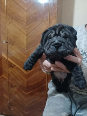Vând pui de Shar-Pei 
