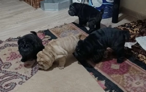 Vând pui de Shar-Pei  - imagine 3