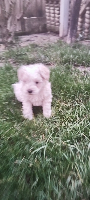 Bichon deparazitați, foarte jucăuși  - imagine 2