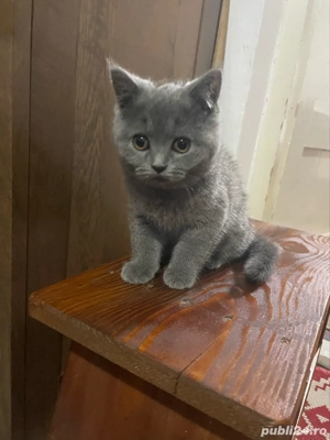 vând urgent pisica british shorthair - imagine 3