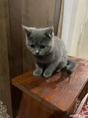 vând urgent pisica british shorthair - imagine 2