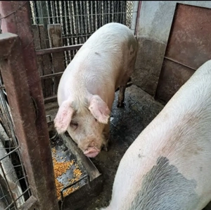 Porc de carne 200 kg de țară, crescut în bătătură, de vanzare (in viu) - imagine 2