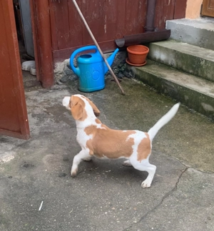 Cățel beagle bicolor - imagine 2