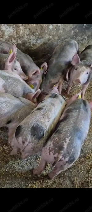 Vând 8 purcei!  - imagine 2