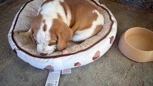 Cățel beagle bicolor - imagine 3