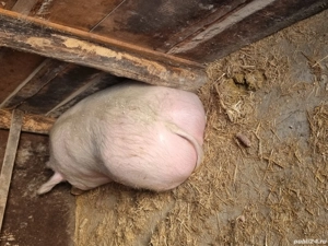 porrci de vanzare - imagine 2