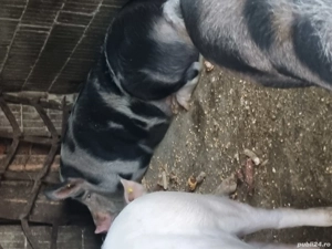 porrci de vanzare - imagine 4