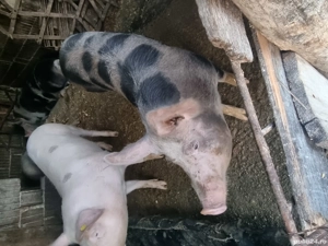 porrci de vanzare - imagine 3