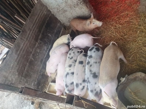 Vând purcei  - imagine 3