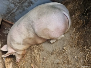 porrci de vanzare - imagine 5