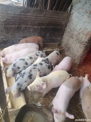 Vând purcei  - imagine 4