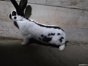 Iepure urias pestrit german