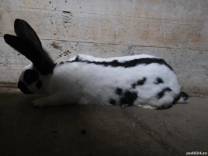 Iepure urias pestrit german - imagine 2