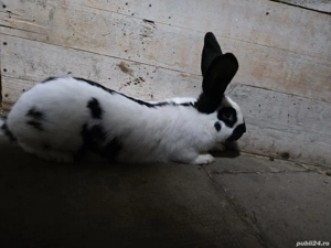 Iepure urias pestrit german - imagine 3