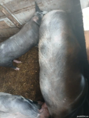 vand porci pentru sacrificat - imagine 2