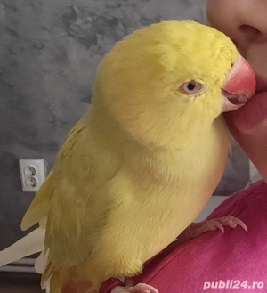 Vand Micul Alexandru