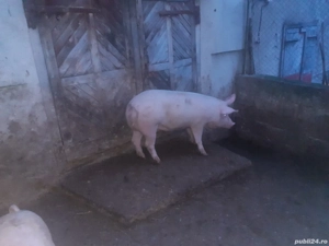 Vand purcea de 100 kg