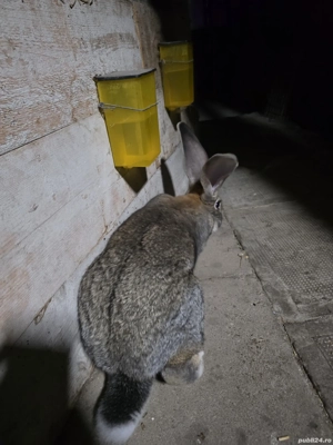 Iepure urias gri german - imagine 5