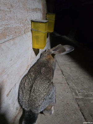 Iepure urias gri german - imagine 4