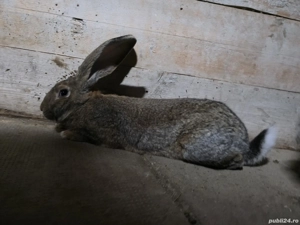 Iepure urias gri german - imagine 3