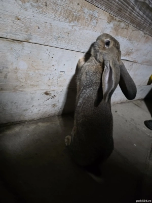 Iepure urias gri german - imagine 2