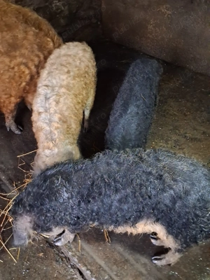 Vand 8 porci Bazna cu Duroc + 3 porci si o scroafa mangalita - imagine 2