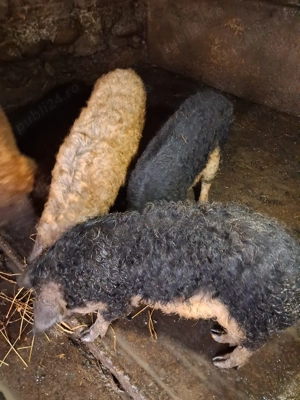 Vand 8 porci Bazna cu Duroc + 3 porci si o scroafa mangalita - imagine 4