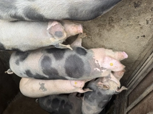 Porci de vanzare - imagine 2