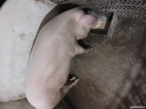 De vânzare  - imagine 3