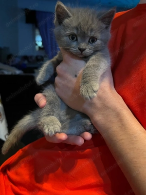 Pisoi British Shorthair rasa pura