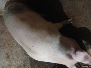 De vânzare  - imagine 2