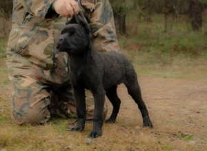 Cane Corso mascul 5 luni cu Pedigree - imagine 2