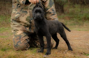 Cane Corso mascul 5 luni cu Pedigree - imagine 3