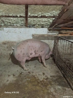 Vand porc  - imagine 2