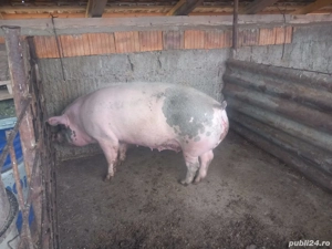 Vând Porc 15 lei kg  - imagine 3