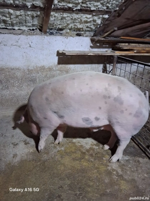 Vand porc  - imagine 3