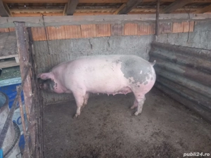 Vând Porc 15 lei kg  - imagine 4