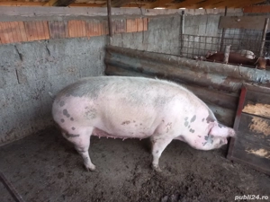 Vând Porc 15 lei kg 