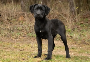 Cane Corso 5 luni cu Pedigree