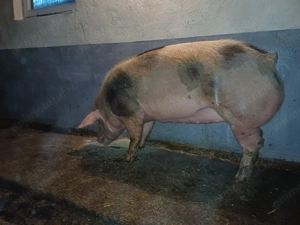 Vand porc  - imagine 3