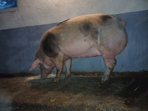 Vand porc  - imagine 4