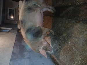 Vand porc  - imagine 5